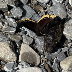 Click to view this image in a large viewer