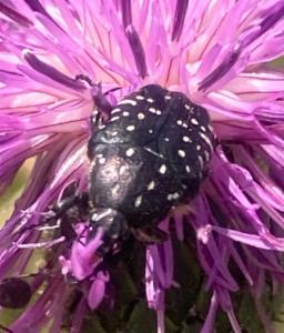 Click to view this image in a large viewer