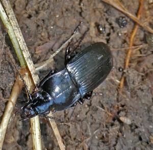 Click to view this image in a large viewer