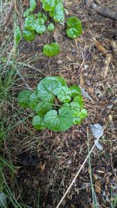 Click to view this image in a large viewer