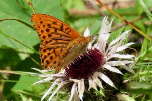 Click to view this image in a large viewer