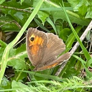 Click to view this image in a large viewer