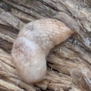 Click to view this image in a large viewer