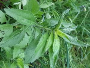 Click to view this image in a large viewer