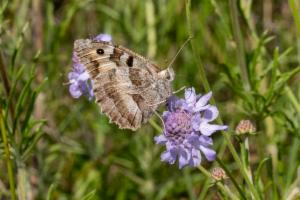 Click to view this image in a large viewer