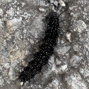 Click to view this image in a large viewer