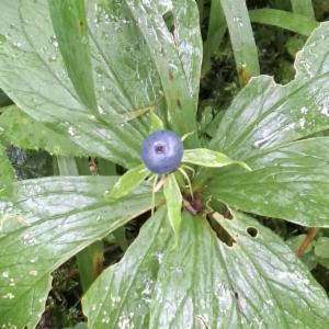 Click to view this image in a large viewer