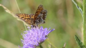 Click to view this image in a large viewer