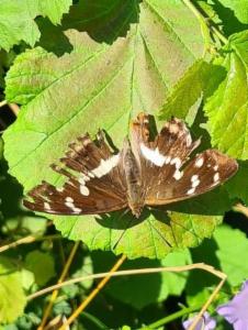 Click to view this image in a large viewer