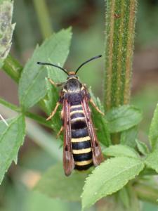 Click to view this image in a large viewer