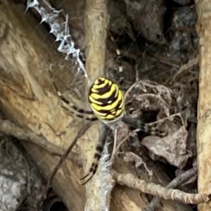 Click to view this image in a large viewer