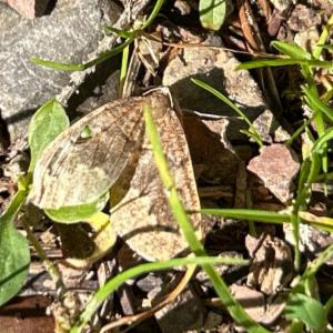 Click to view this image in a large viewer