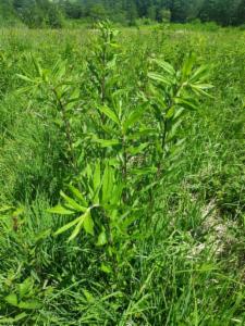 Click to view this image in a large viewer