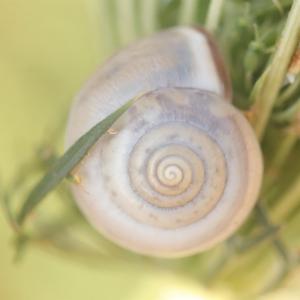 Click to view this image in a large viewer