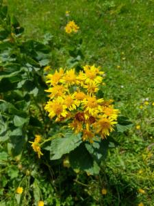 Click to view this image in a large viewer