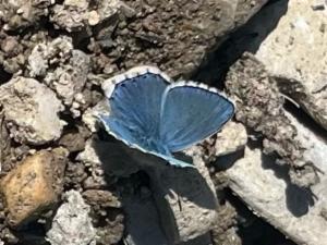 Click to view this image in a large viewer