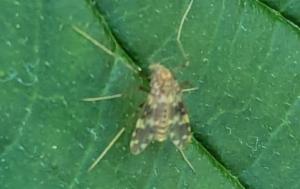 Click to view this image in a large viewer