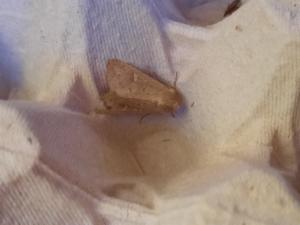 Click to view this image in a large viewer