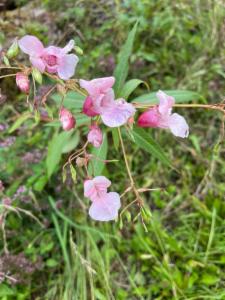 Click to view this image in a large viewer