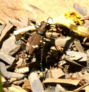 Click to view this image in a large viewer