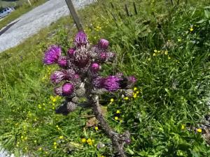 Click to view this image in a large viewer