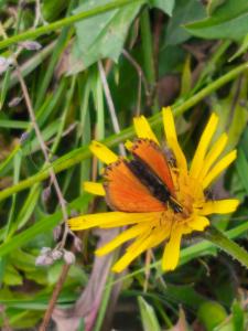 Click to view this image in a large viewer