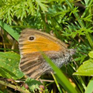 Click to view this image in a large viewer