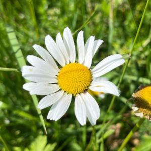 Click to view this image in a large viewer