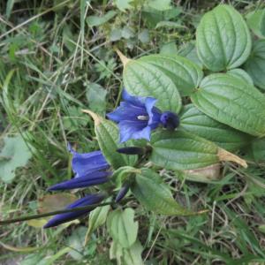 Click to view this image in a large viewer