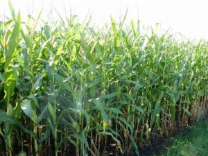 Click to view this image in a large viewer