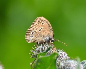 Click to view this image in a large viewer