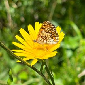 Click to view this image in a large viewer