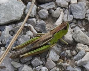 Click to view this image in a large viewer