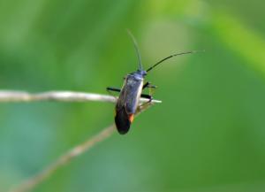 Click to view this image in a large viewer