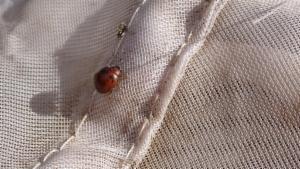 Click to view this image in a large viewer