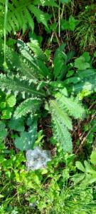 Click to view this image in a large viewer