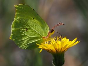 Click to view this image in a large viewer