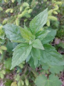 Click to view this image in a large viewer