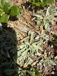 Click to view this image in a large viewer