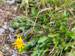 Click to view this image in a large viewer