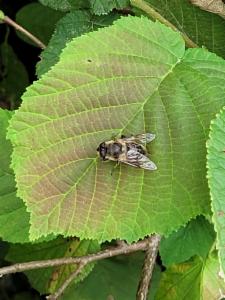 Click to view this image in a large viewer