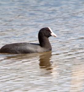 Click to view this image in a large viewer