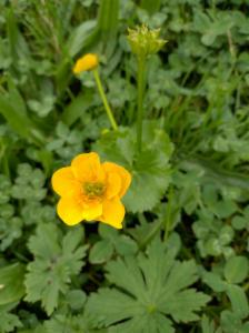 Click to view this image in a large viewer