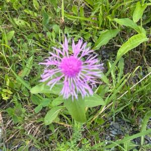 Click to view this image in a large viewer