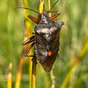 Click to view this image in a large viewer