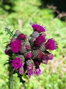 Click to view this image in a large viewer