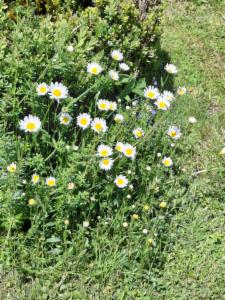 Click to view this image in a large viewer