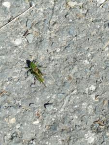 Click to view this image in a large viewer