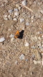 Click to view this image in a large viewer