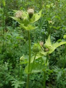 Click to view this image in a large viewer